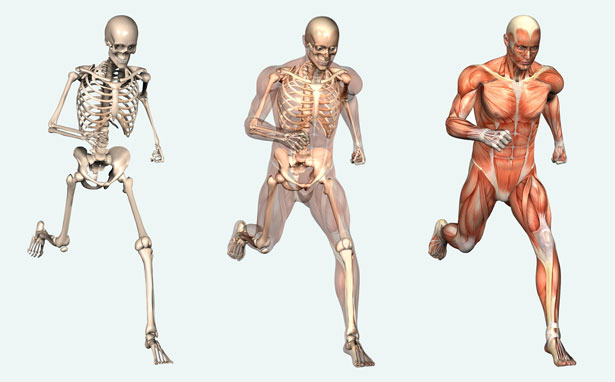 csontok és izomrendszer mozgás közben